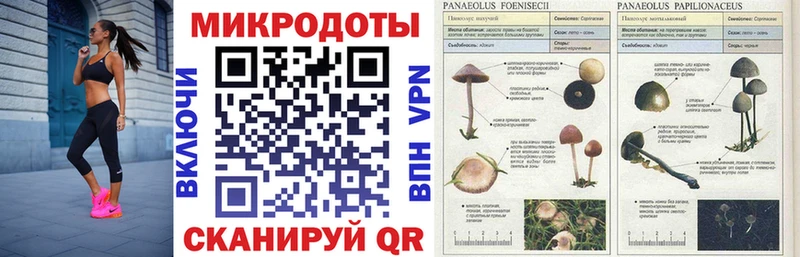 Галлюциногенные грибы Psilocybe  это какой сайт  Котельнич 